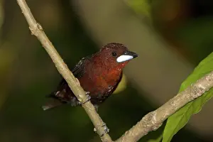 Beaked: Silver-beaked Tanager