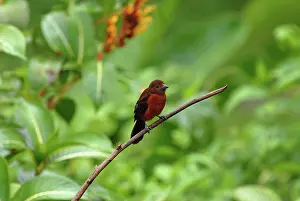 Center: Silver-beaked Tanager
