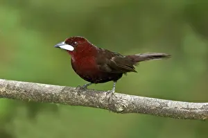 Ecuadoran: Silver-beaked tanager Male