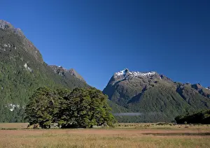 Milford: Silver Beech in Fiordland National Park near Milford
