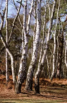 Birches: Silver Birch