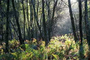 Pteridium: Silver Birch