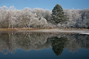 Scots: Silver Birch