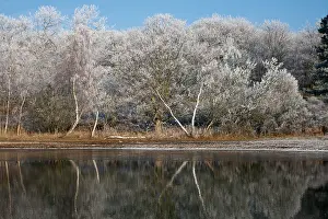Waternet: Silver Birch