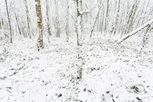Drentsche: Silver Birch