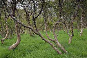 Twine: Silver Birch