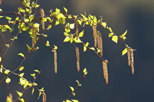 Betula: Silver Birch