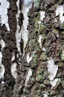 Betula: Silver Birch