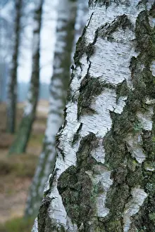 Betula: Silver Birch