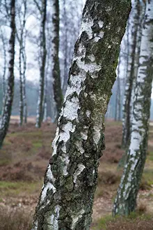 Betula: Silver Birch