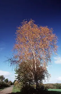 Chris Martin Bahr: SILVER BIRCH