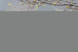 Pied: Silver Birch