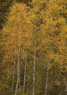 Birches: Silver birch in autumn
