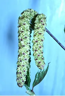 Catkins: SILVER BIRCH - close-up of catkins