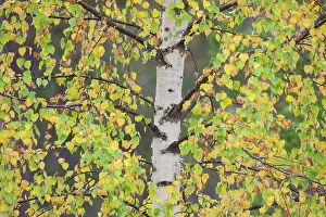 Birches: Silver Birch European White / Silver Birch Tree in the