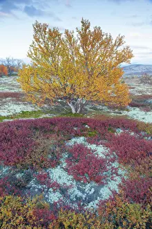 Oppland: Silver Birch European White / Silver Birch Tree in the