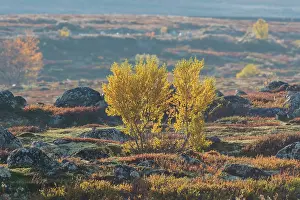 Oppland: Silver Birch European White / Silver Birch Tree in the