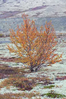 Oppland: Silver Birch European White / Silver Birch Tree in the