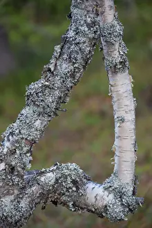 Birches: Silver Birch heart Silver Birch branches forming a heart