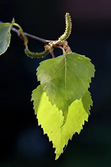 Birches: Silver Birch leaves