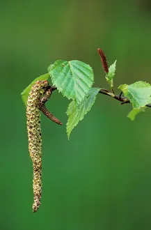 Birches: Silver BIRCH - male and female flowers