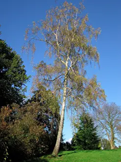 Birches: Silver Birch Tree