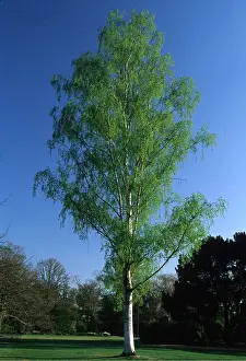 David C Dixon: SILVER BIRCH TREE