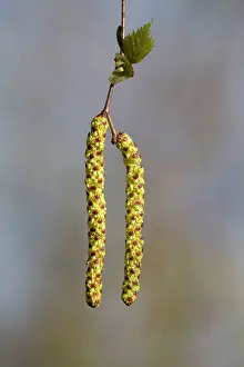 Catkin: Silver Birch / Warty Birch Catkins