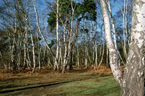 Birches: Silver BIRCH - wood