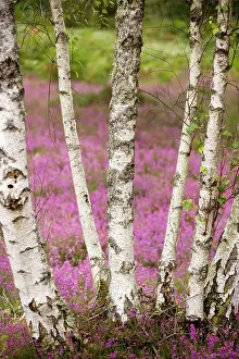 Pendula: Silver birches - on heathland