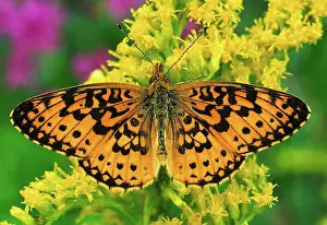 Goldenrod: Silver Bordered Fritillary