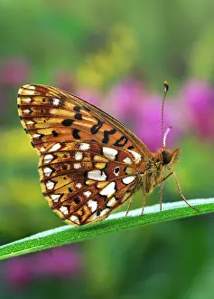 Clossiana: Silver bordered fritillary