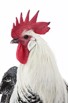 Caruncle: Silver Braekel Chicken