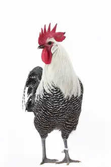 Caruncle: Silver Braekel Chicken