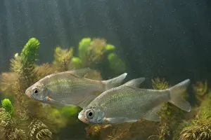 Bream: Silver Bream