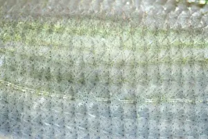 Bream: Silver Bream