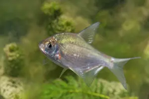 Bream: Silver Bream