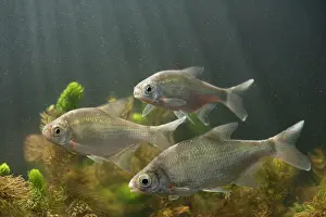 Trio: Silver Bream