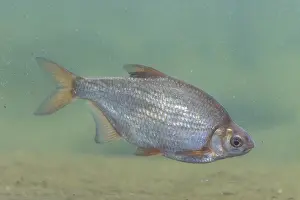 Silver: Silver Bream