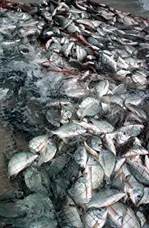 Fishermens: Silver Bream - caught in beach fishermens net