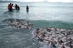 Commerical: Silver BREAM - commerical beach fishermen with