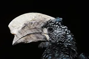Native: Silver-cheeked hornbill (Bycanistes brevis), male