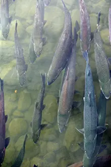 Coho: Silver / Coho Salmon