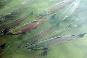 Coho: Silver / Coho Salmon