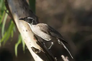 Philemon: Silver-crowned Friarbird