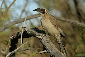 Philemon: Silver-crowned Friarbird