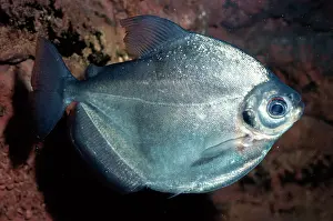 Dollar: Silver Dollar Fish - freshwater