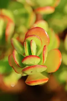 Dollar: Silver Dollar Plant (Crassula arborescens), leaves