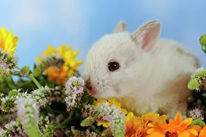 Marigold: Silver dwarf rabbit sitting in marigold