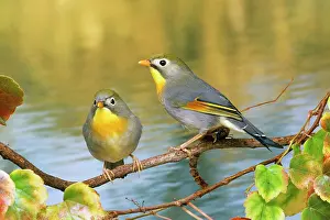 D. W. Greenslade: Silver-eared Mesia